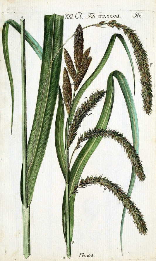 Beschreibung und Abbildung der theils bekannten, theils noch nicht beschriebenen Arten von RiedgrÃ¤sern,.Wittenberg,1801-1806.  | Carex Cyperaceae  | Vintage Print Reproduction 460638