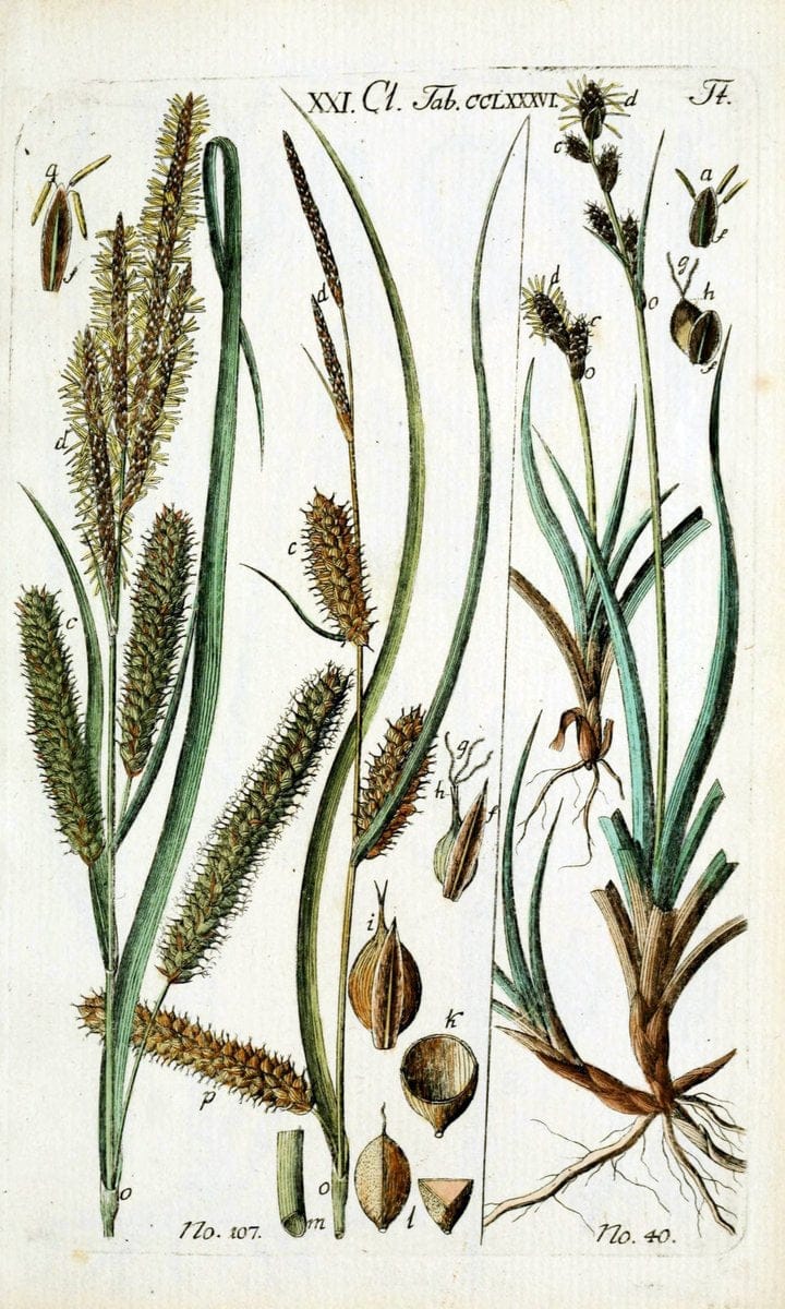 Beschreibung und Abbildung der theils bekannten, theils noch nicht beschriebenen Arten von RiedgrÃ¤sern,.Wittenberg,1801-1806.  | Carex Cyperaceae  | Vintage Print Reproduction 460640