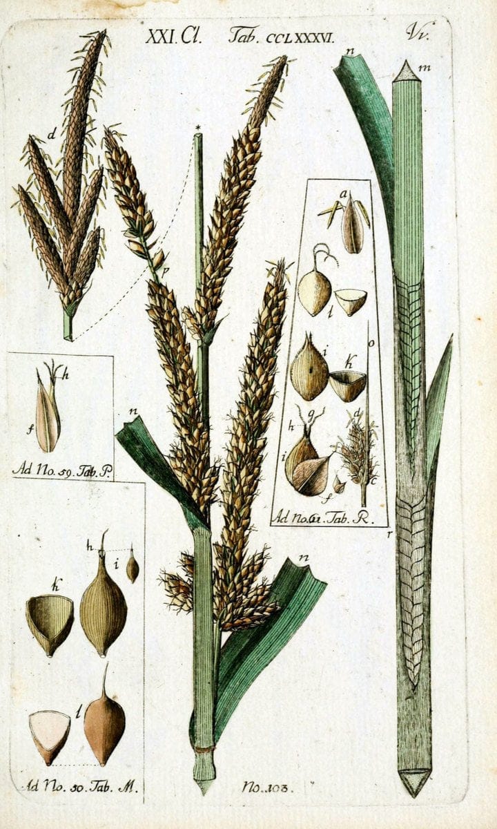 Beschreibung und Abbildung der theils bekannten, theils noch nicht beschriebenen Arten von RiedgrÃ¤sern,.Wittenberg,1801-1806.  | Carex Cyperaceae  | Vintage Print Reproduction 460642