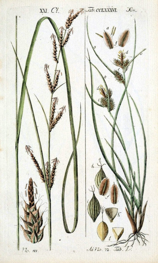 Beschreibung und Abbildung der theils bekannten, theils noch nicht beschriebenen Arten von RiedgrÃ¤sern,.Wittenberg,1801-1806.  | Carex Cyperaceae  | Vintage Print Reproduction 460644