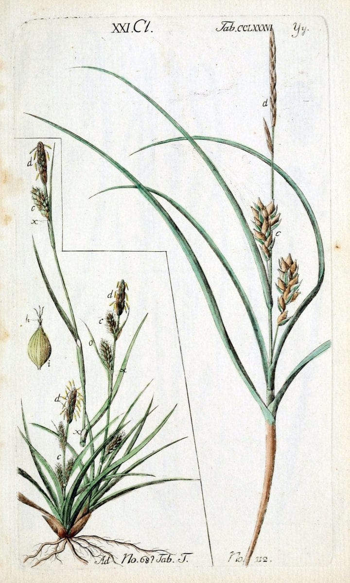 Beschreibung und Abbildung der theils bekannten, theils noch nicht beschriebenen Arten von RiedgrÃ¤sern,.Wittenberg,1801-1806.  | Carex Cyperaceae  | Vintage Print Reproduction 460645