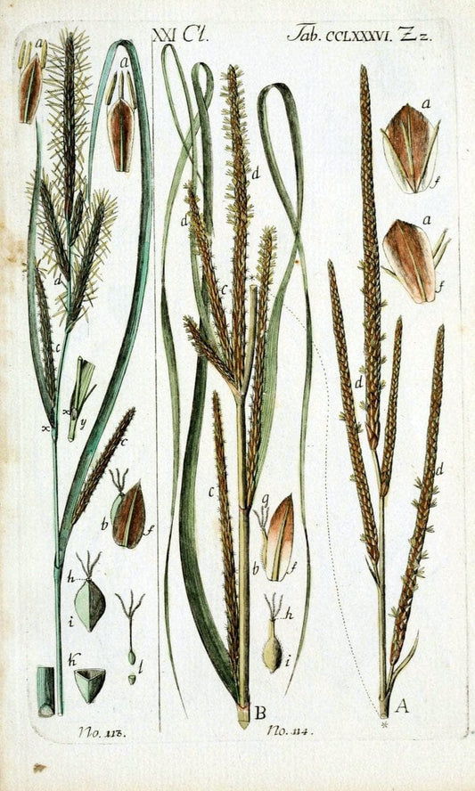 Beschreibung und Abbildung der theils bekannten, theils noch nicht beschriebenen Arten von RiedgrÃ¤sern,.Wittenberg,1801-1806.  | Carex Cyperaceae  | Vintage Print Reproduction 460646
