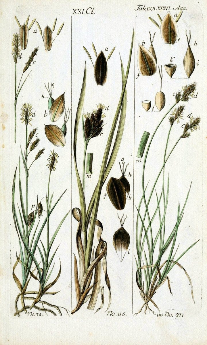 Beschreibung und Abbildung der theils bekannten, theils noch nicht beschriebenen Arten von RiedgrÃ¤sern,.Wittenberg,1801-1806.  | Carex Cyperaceae  | Vintage Print Reproduction 460647
