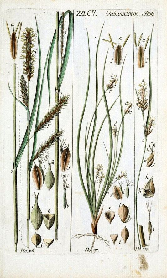 Beschreibung und Abbildung der theils bekannten, theils noch nicht beschriebenen Arten von RiedgrÃ¤sern,.Wittenberg,1801-1806.  | Carex Cyperaceae  | Vintage Print Reproduction 460648