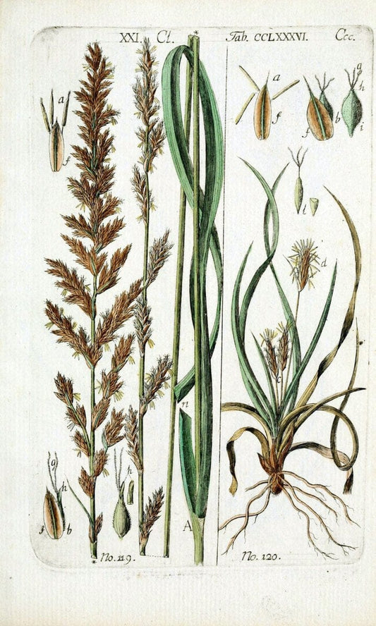 Beschreibung und Abbildung der theils bekannten, theils noch nicht beschriebenen Arten von RiedgrÃ¤sern,.Wittenberg,1801-1806.  | Carex Cyperaceae  | Vintage Print Reproduction 460649
