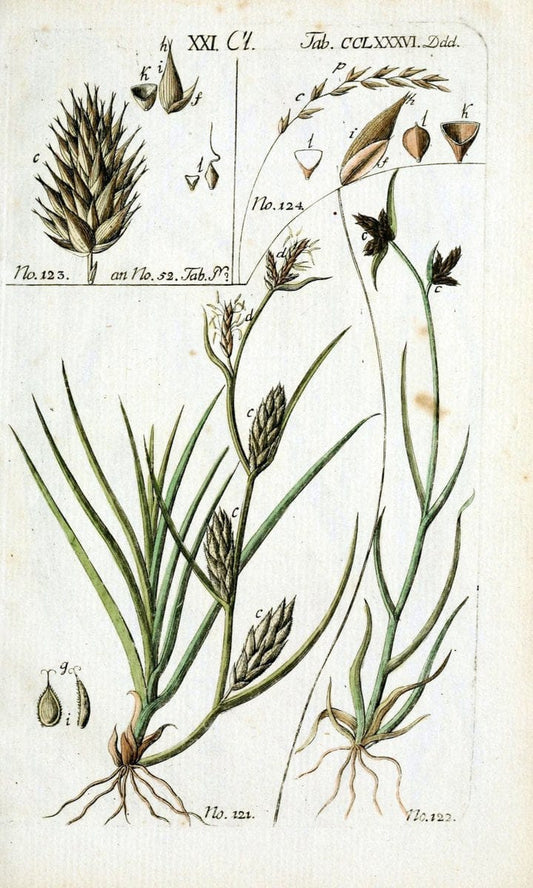 Beschreibung und Abbildung der theils bekannten, theils noch nicht beschriebenen Arten von RiedgrÃ¤sern,.Wittenberg,1801-1806.  | Carex Cyperaceae  | Vintage Print Reproduction 460650