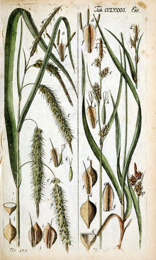 Beschreibung und Abbildung der theils bekannten, theils noch nicht beschriebenen Arten von RiedgrÃ¤sern,.Wittenberg,1801-1806.  | Carex Cyperaceae  | Vintage Print Reproduction 460651