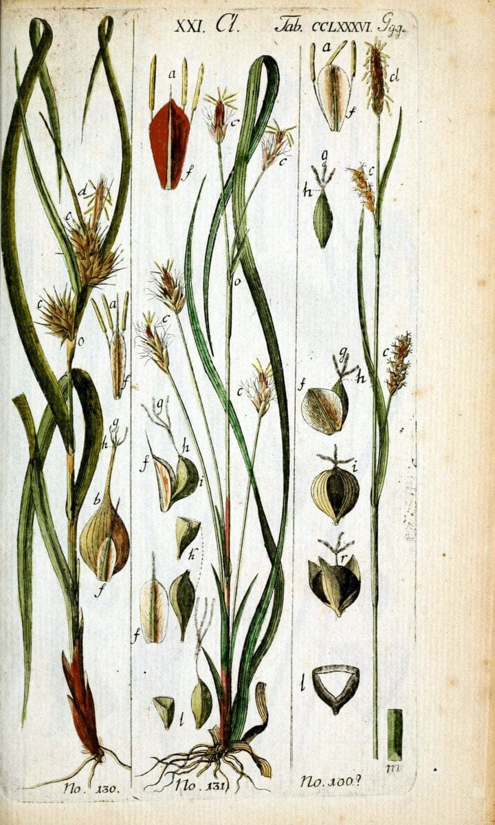 Beschreibung und Abbildung der theils bekannten, theils noch nicht beschriebenen Arten von RiedgrÃ¤sern,.Wittenberg,1801-1806.  | Carex Cyperaceae  | Vintage Print Reproduction 460653