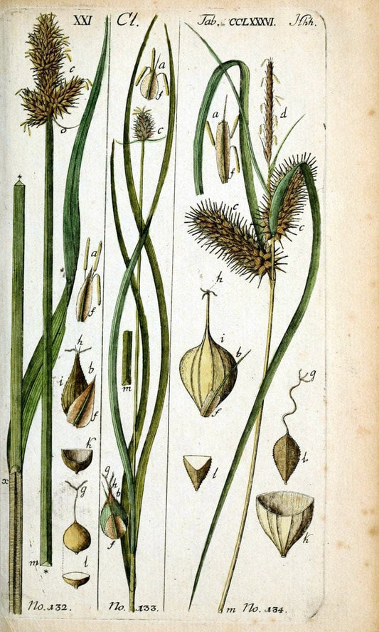 Beschreibung und Abbildung der theils bekannten, theils noch nicht beschriebenen Arten von RiedgrÃ¤sern,.Wittenberg,1801-1806.  | Carex Cyperaceae  | Vintage Print Reproduction 460654