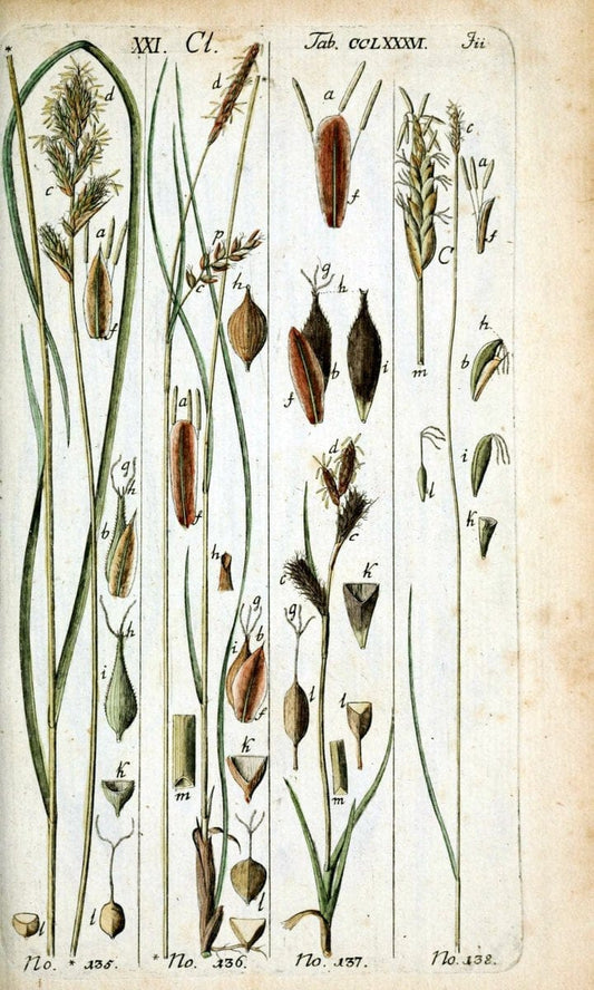 Beschreibung und Abbildung der theils bekannten, theils noch nicht beschriebenen Arten von RiedgrÃ¤sern,.Wittenberg,1801-1806.  | Carex Cyperaceae  | Vintage Print Reproduction 460655