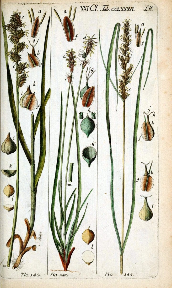 Beschreibung und Abbildung der theils bekannten, theils noch nicht beschriebenen Arten von RiedgrÃ¤sern,.Wittenberg,1801-1806.  | Carex Cyperaceae  | Vintage Print Reproduction 460657
