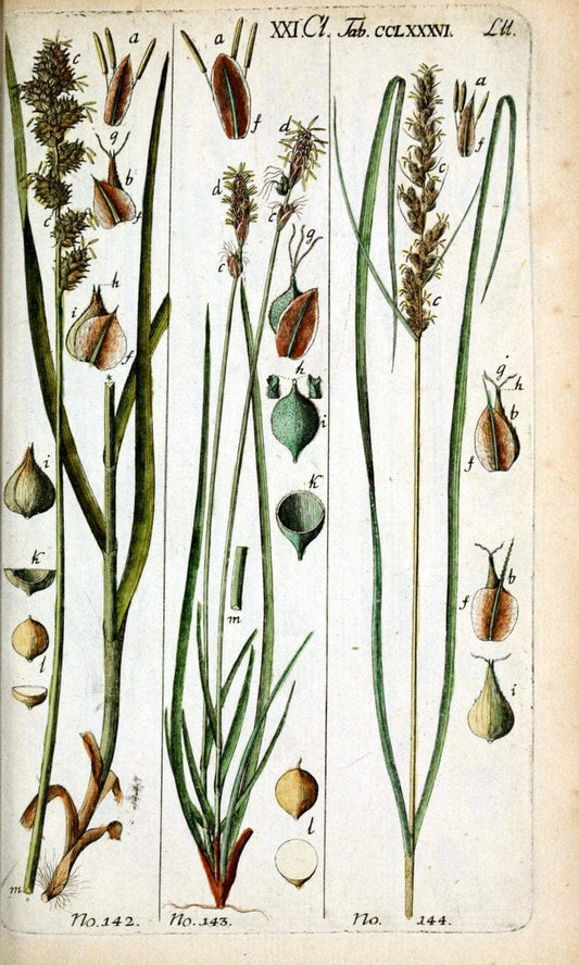 Beschreibung und Abbildung der theils bekannten, theils noch nicht beschriebenen Arten von RiedgrÃ¤sern,.Wittenberg,1801-1806.  | Carex Cyperaceae  | Vintage Print Reproduction 460657