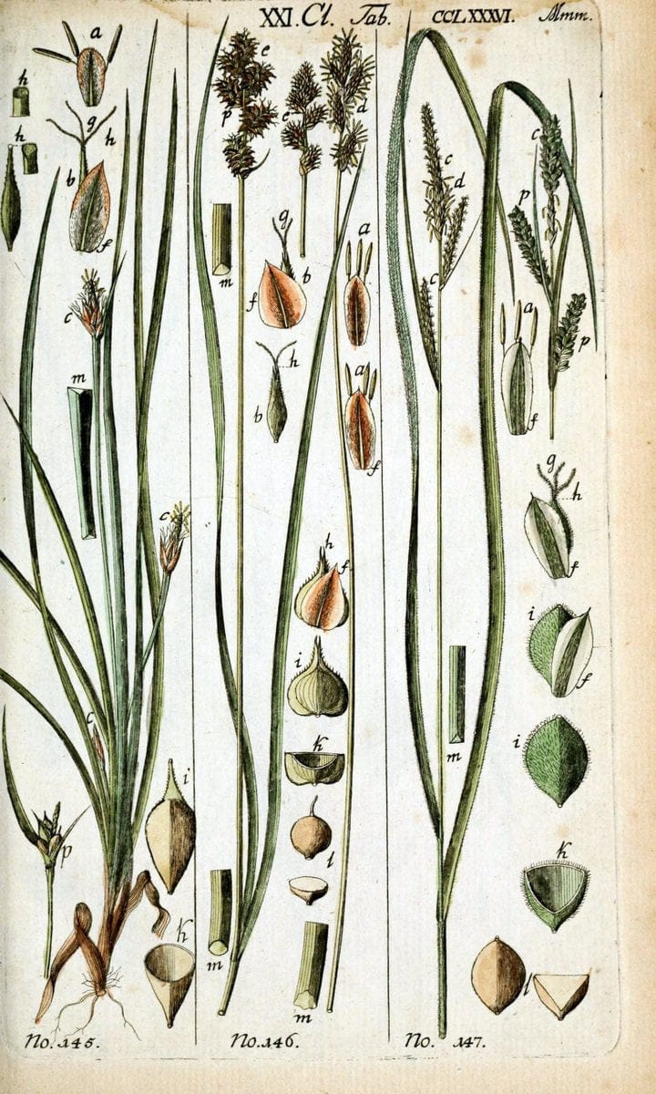 Beschreibung und Abbildung der theils bekannten, theils noch nicht beschriebenen Arten von RiedgrÃ¤sern,.Wittenberg,1801-1806.  | Carex Cyperaceae  | Vintage Print Reproduction 460658