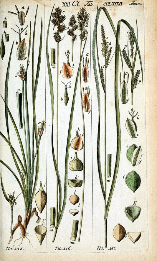 Beschreibung und Abbildung der theils bekannten, theils noch nicht beschriebenen Arten von RiedgrÃ¤sern,.Wittenberg,1801-1806.  | Carex Cyperaceae  | Vintage Print Reproduction 460658
