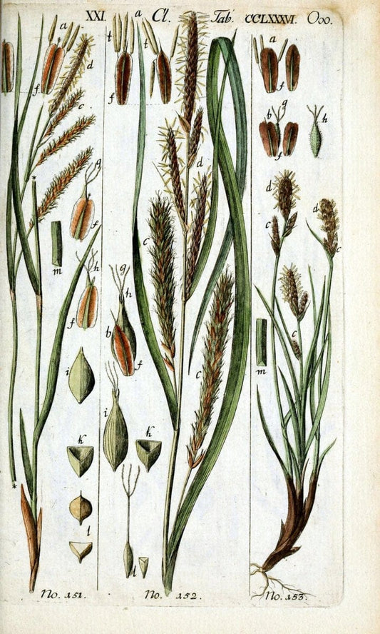 Beschreibung und Abbildung der theils bekannten, theils noch nicht beschriebenen Arten von RiedgrÃ¤sern,.Wittenberg,1801-1806.  | Carex Cyperaceae  | Vintage Print Reproduction 460660