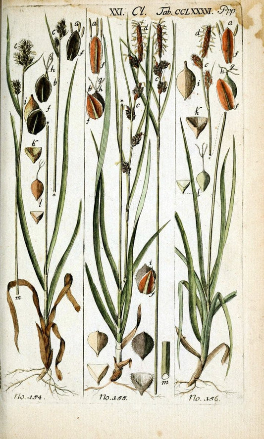 Beschreibung und Abbildung der theils bekannten, theils noch nicht beschriebenen Arten von RiedgrÃ¤sern,.Wittenberg,1801-1806.  | Carex Cyperaceae  | Vintage Print Reproduction 460661