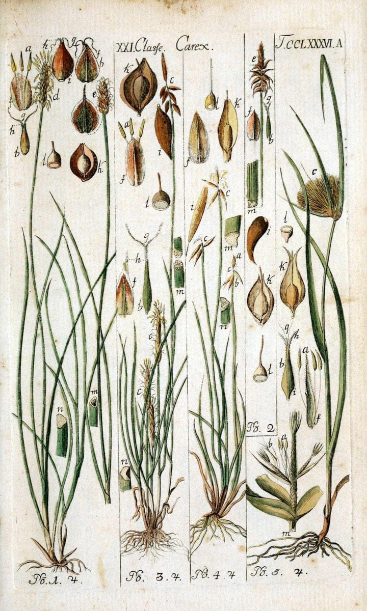 Beschreibung und Abbildung der theils bekannten, theils noch nicht beschriebenen Arten von RiedgrÃ¤sern,.Wittenberg,1801-1806.. |  | Vintage Print Reproduction 460662