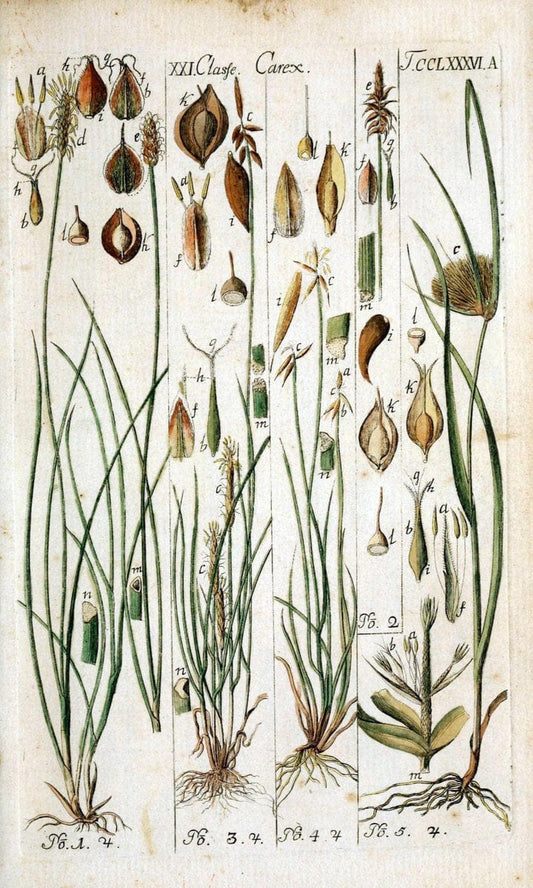 Beschreibung und Abbildung der theils bekannten, theils noch nicht beschriebenen Arten von RiedgrÃ¤sern,.Wittenberg,1801-1806.. |  | Vintage Print Reproduction 460662