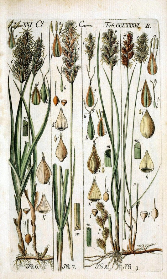 Beschreibung und Abbildung der theils bekannten, theils noch nicht beschriebenen Arten von RiedgrÃ¤sern,.Wittenberg,1801-1806.. |  | Vintage Print Reproduction 460663