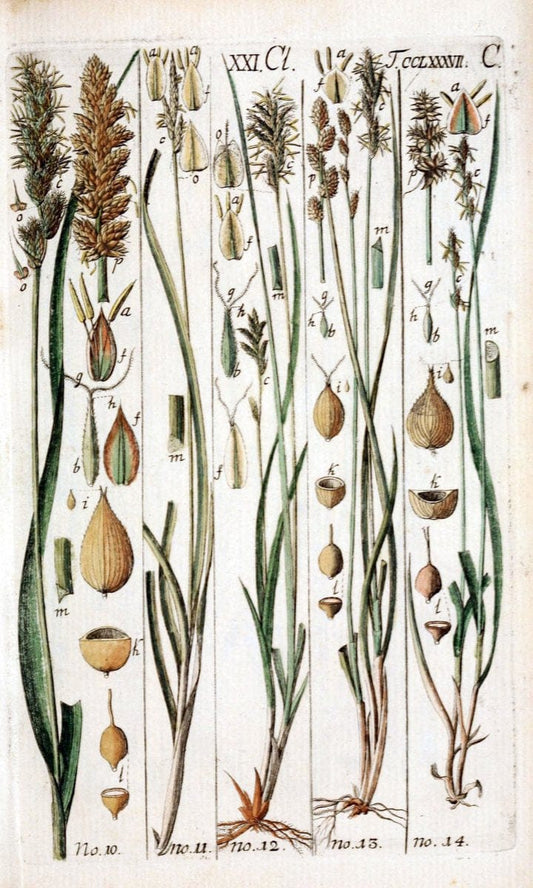 Beschreibung und Abbildung der theils bekannten, theils noch nicht beschriebenen Arten von RiedgrÃ¤sern,.Wittenberg,1801-1806.. |  | Vintage Print Reproduction 460664