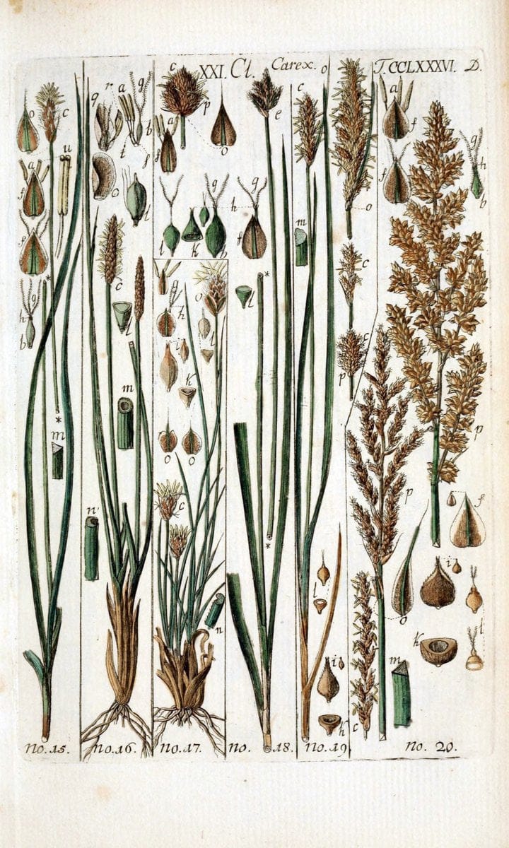 Beschreibung und Abbildung der theils bekannten, theils noch nicht beschriebenen Arten von RiedgrÃ¤sern,.Wittenberg,1801-1806.. |  | Vintage Print Reproduction 460665