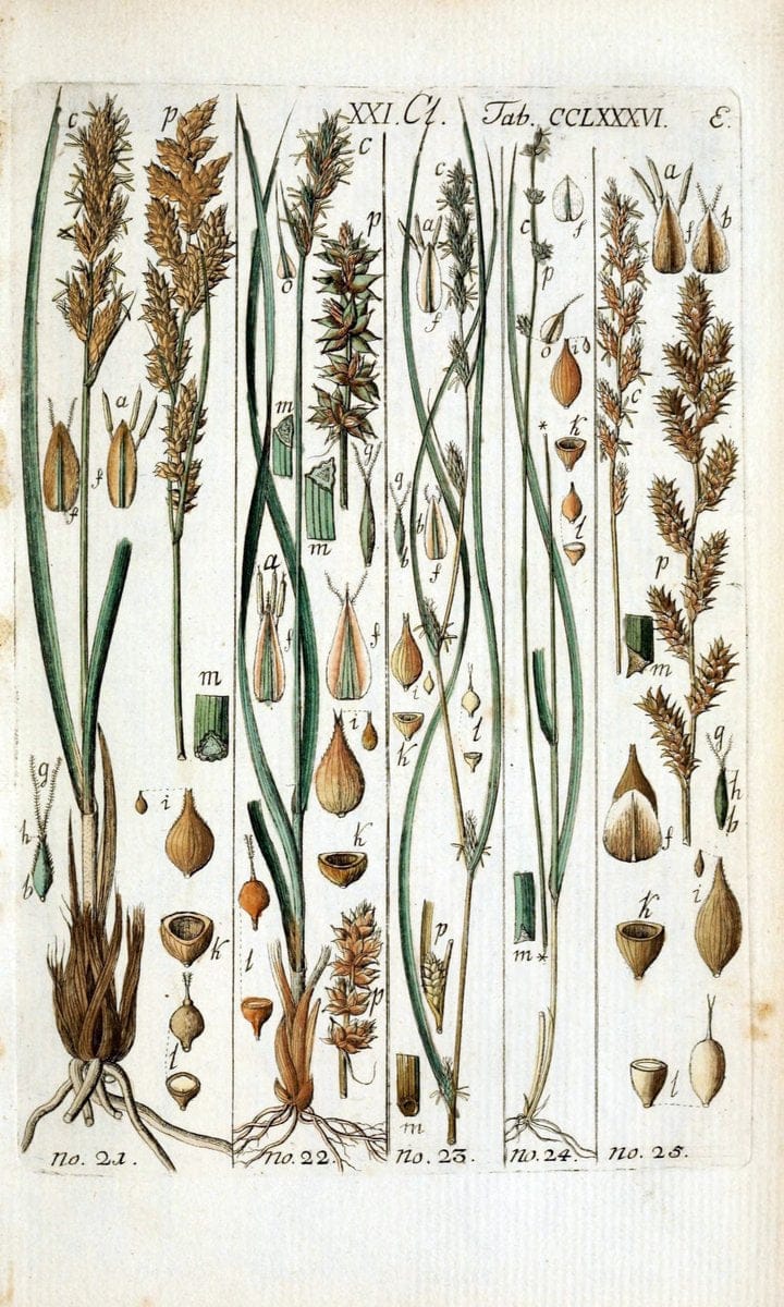 Beschreibung und Abbildung der theils bekannten, theils noch nicht beschriebenen Arten von RiedgrÃ¤sern,.Wittenberg,1801-1806.. |  | Vintage Print Reproduction 460666
