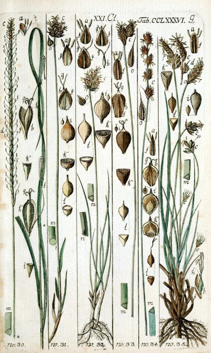 Beschreibung und Abbildung der theils bekannten, theils noch nicht beschriebenen Arten von RiedgrÃ¤sern,.Wittenberg,1801-1806.. |  | Vintage Print Reproduction 460668