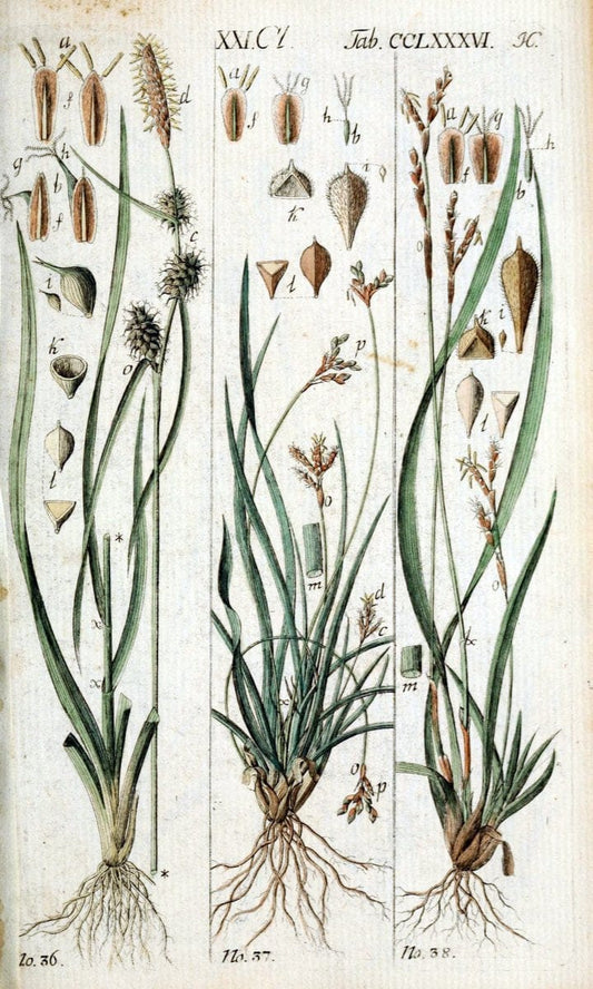 Beschreibung und Abbildung der theils bekannten, theils noch nicht beschriebenen Arten von RiedgrÃ¤sern,.Wittenberg,1801-1806.. |  | Vintage Print Reproduction 460669