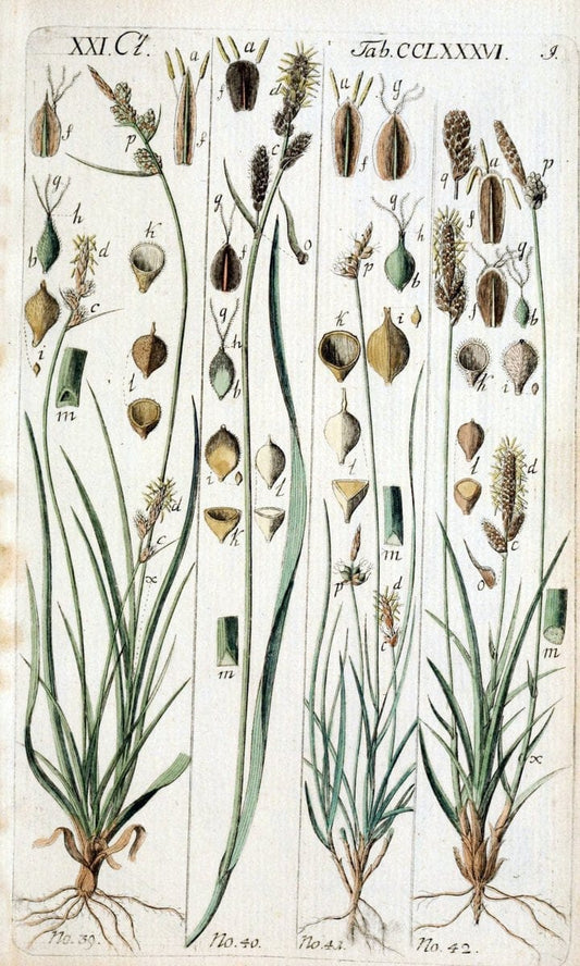 Beschreibung und Abbildung der theils bekannten, theils noch nicht beschriebenen Arten von RiedgrÃ¤sern,.Wittenberg,1801-1806.. |  | Vintage Print Reproduction 460670