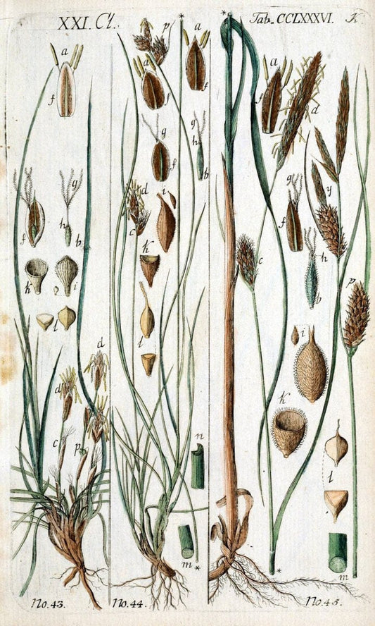 Beschreibung und Abbildung der theils bekannten, theils noch nicht beschriebenen Arten von RiedgrÃ¤sern,.Wittenberg,1801-1806.. |  | Vintage Print Reproduction 460671