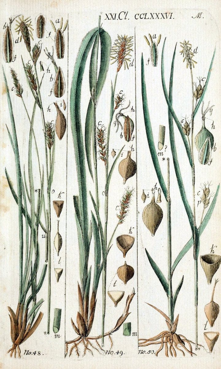 Beschreibung und Abbildung der theils bekannten, theils noch nicht beschriebenen Arten von RiedgrÃ¤sern,.Wittenberg,1801-1806.. |  | Vintage Print Reproduction 460673