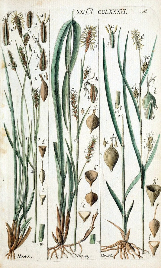 Beschreibung und Abbildung der theils bekannten, theils noch nicht beschriebenen Arten von RiedgrÃ¤sern,.Wittenberg,1801-1806.. |  | Vintage Print Reproduction 460673