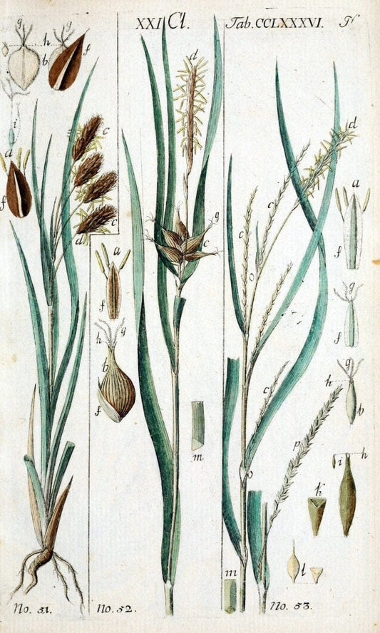 Beschreibung und Abbildung der theils bekannten, theils noch nicht beschriebenen Arten von RiedgrÃ¤sern,.Wittenberg,1801-1806.. |  | Vintage Print Reproduction 460674