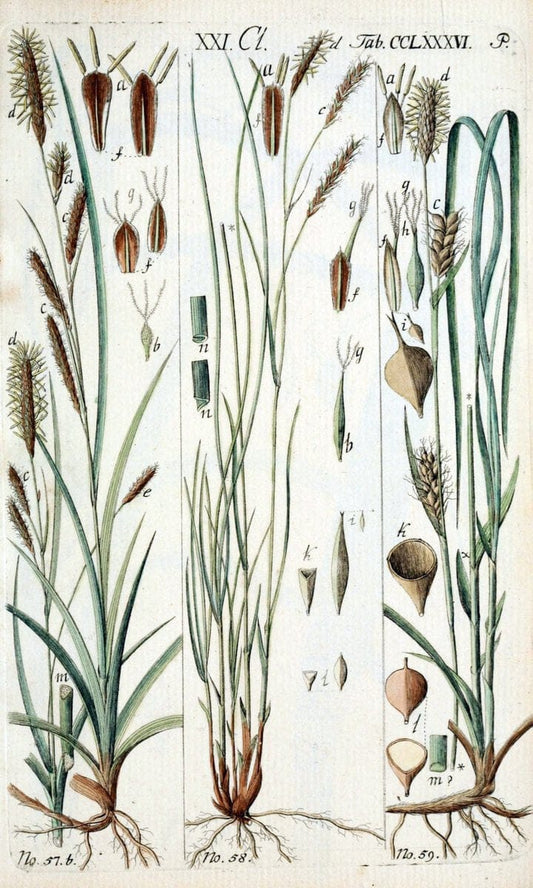 Beschreibung und Abbildung der theils bekannten, theils noch nicht beschriebenen Arten von RiedgrÃ¤sern,.Wittenberg,1801-1806.. |  | Vintage Print Reproduction 460676