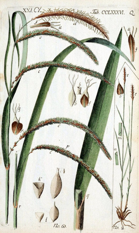 Beschreibung und Abbildung der theils bekannten, theils noch nicht beschriebenen Arten von RiedgrÃ¤sern,.Wittenberg,1801-1806.. |  | Vintage Print Reproduction 460677