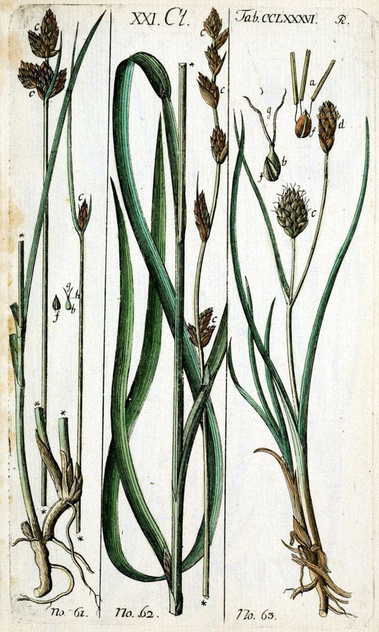Beschreibung und Abbildung der theils bekannten, theils noch nicht beschriebenen Arten von RiedgrÃ¤sern,.Wittenberg,1801-1806.. |  | Vintage Print Reproduction 460678