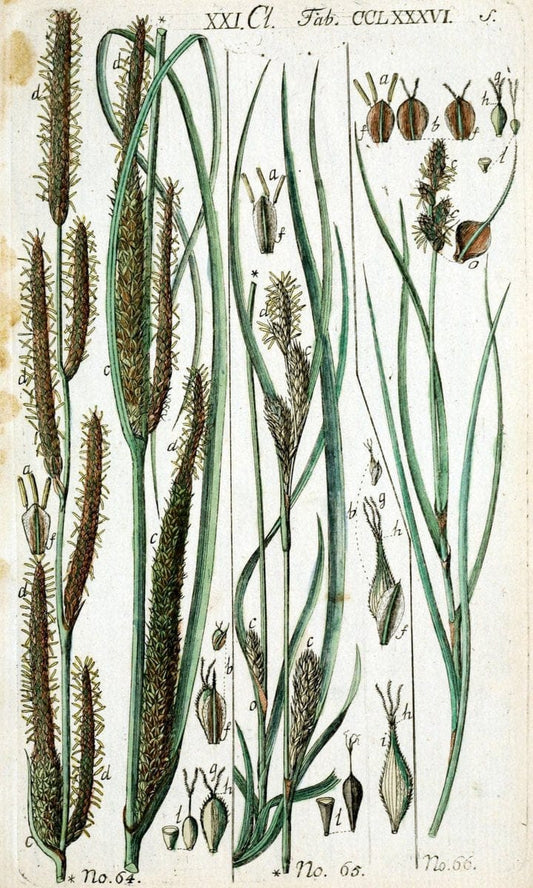 Beschreibung und Abbildung der theils bekannten, theils noch nicht beschriebenen Arten von RiedgrÃ¤sern,.Wittenberg,1801-1806.. |  | Vintage Print Reproduction 460679