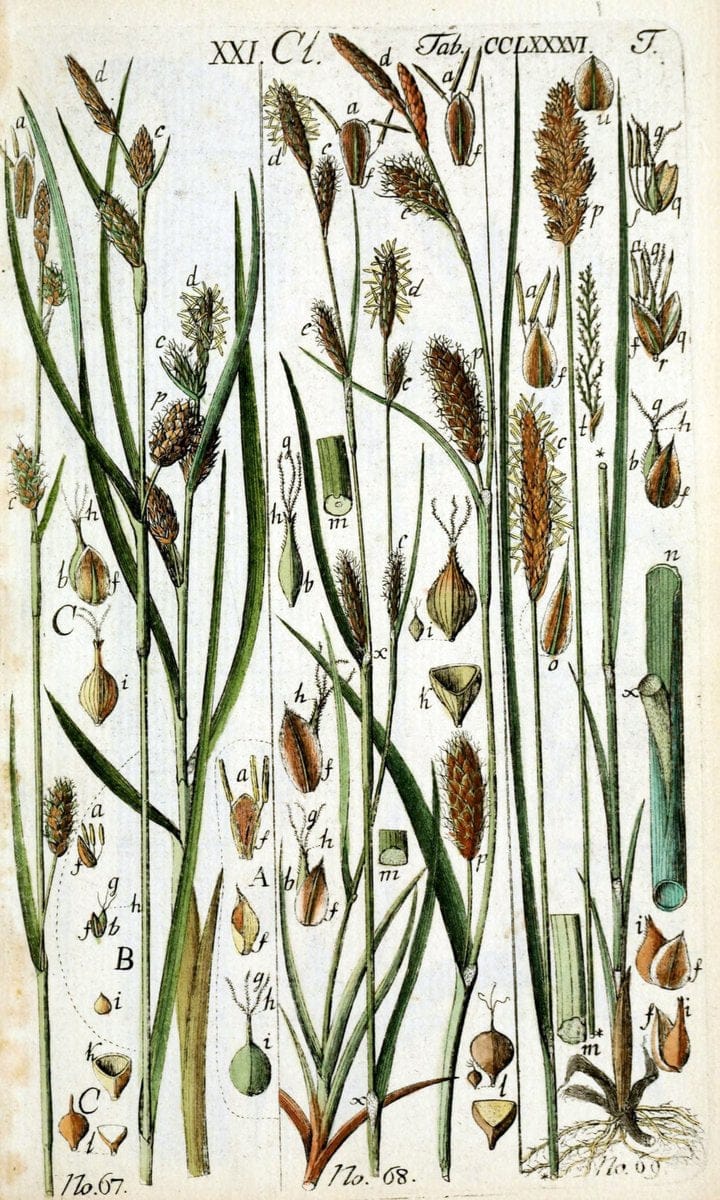 Beschreibung und Abbildung der theils bekannten, theils noch nicht beschriebenen Arten von RiedgrÃ¤sern,.Wittenberg,1801-1806.. |  | Vintage Print Reproduction 460680