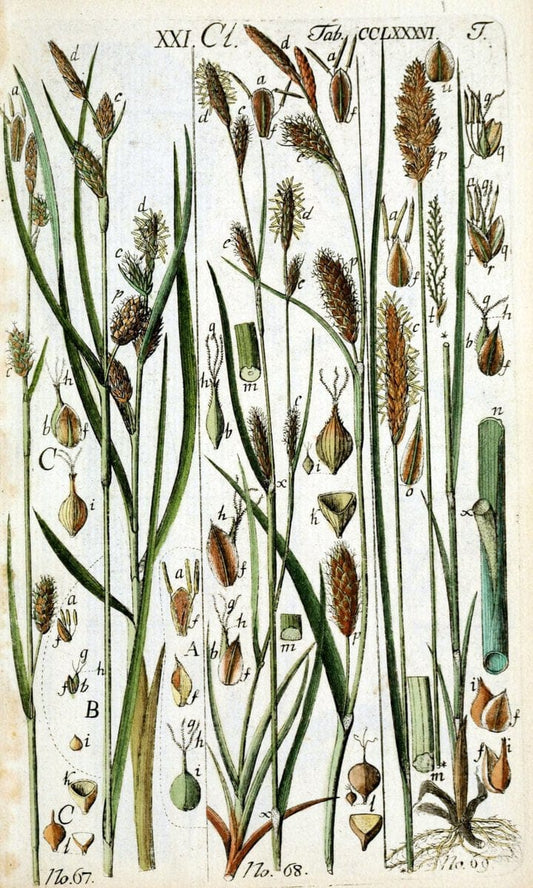 Beschreibung und Abbildung der theils bekannten, theils noch nicht beschriebenen Arten von RiedgrÃ¤sern,.Wittenberg,1801-1806.. |  | Vintage Print Reproduction 460680