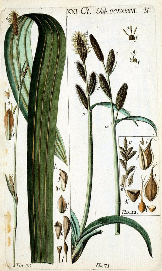 Beschreibung und Abbildung der theils bekannten, theils noch nicht beschriebenen Arten von RiedgrÃ¤sern,.Wittenberg,1801-1806.. |  | Vintage Print Reproduction 460681