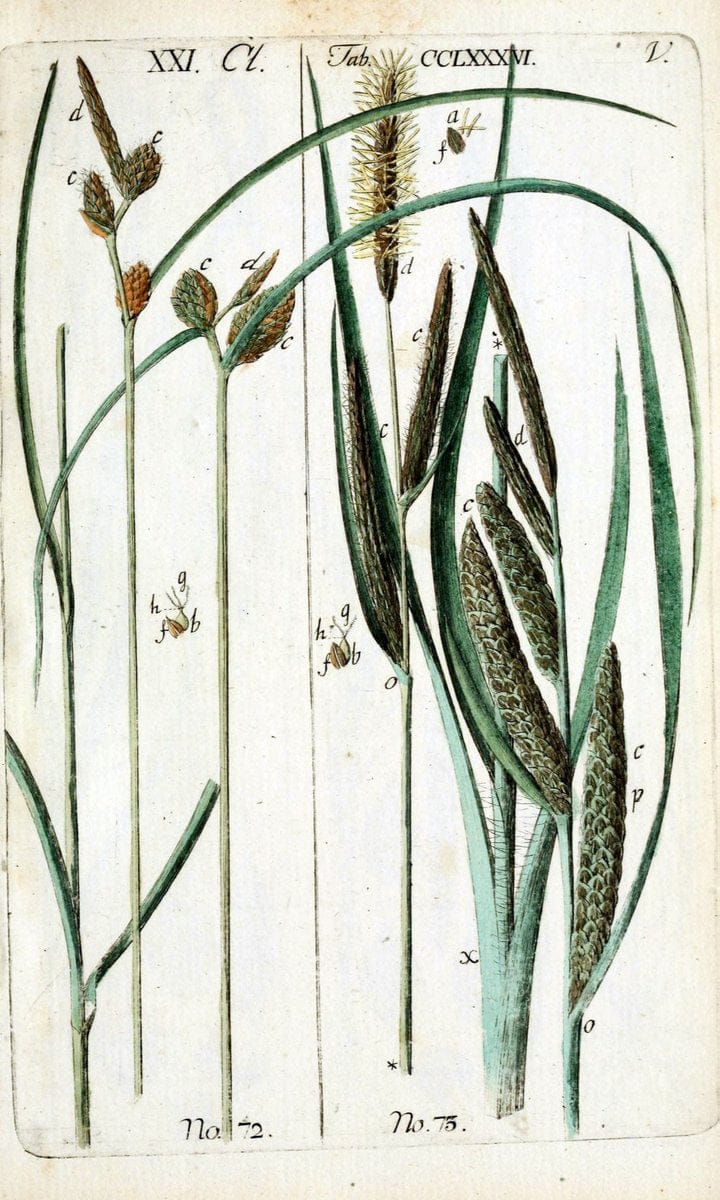 Beschreibung und Abbildung der theils bekannten, theils noch nicht beschriebenen Arten von RiedgrÃ¤sern,.Wittenberg,1801-1806.. |  | Vintage Print Reproduction 460682