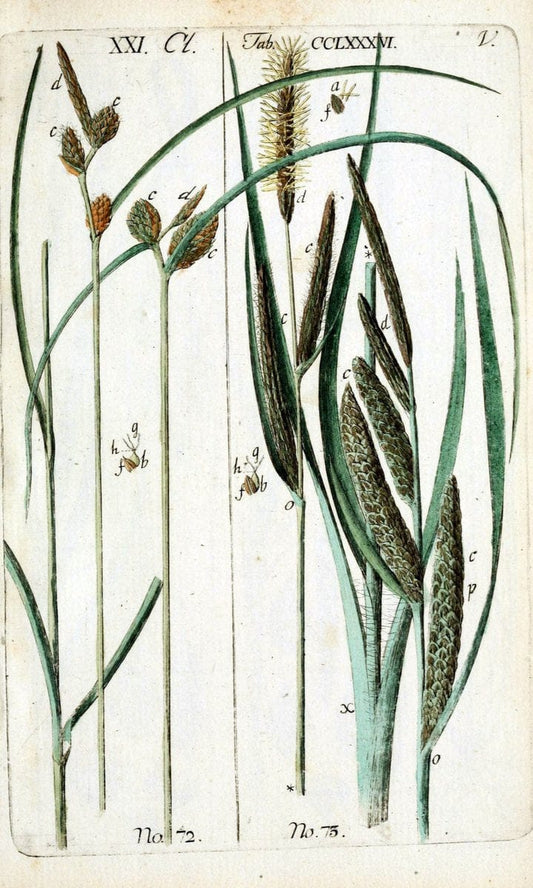 Beschreibung und Abbildung der theils bekannten, theils noch nicht beschriebenen Arten von RiedgrÃ¤sern,.Wittenberg,1801-1806.. |  | Vintage Print Reproduction 460682