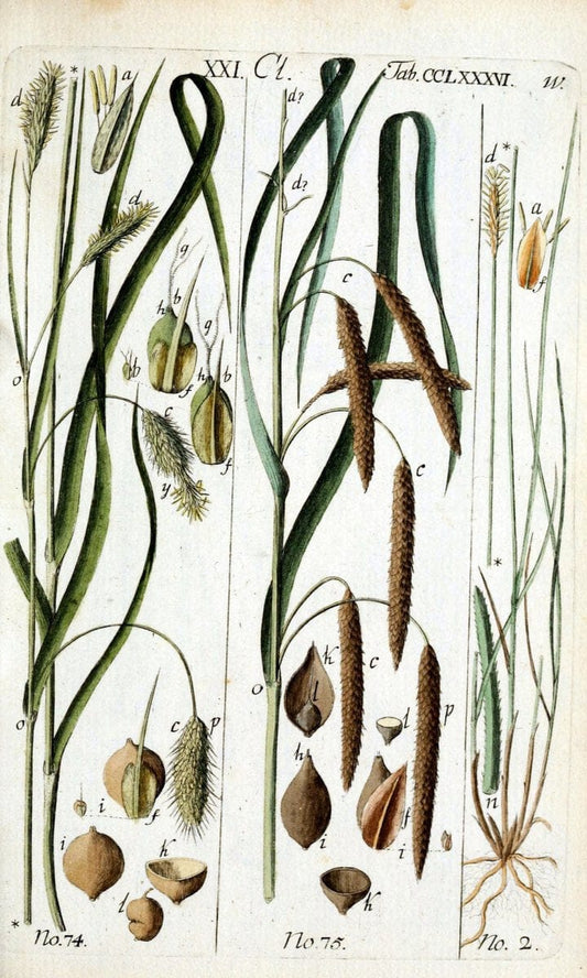 Beschreibung und Abbildung der theils bekannten, theils noch nicht beschriebenen Arten von RiedgrÃ¤sern,.Wittenberg,1801-1806.. |  | Vintage Print Reproduction 460683