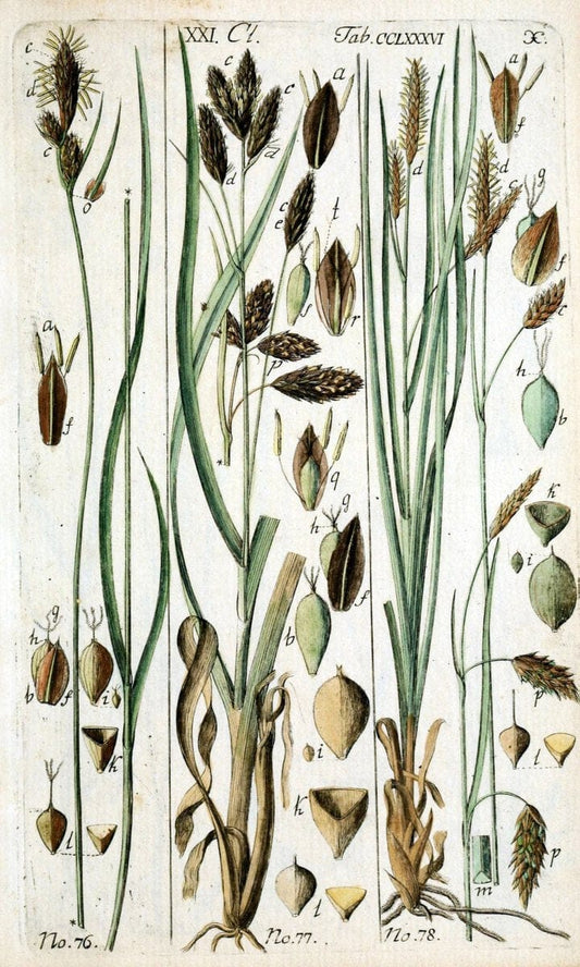 Beschreibung und Abbildung der theils bekannten, theils noch nicht beschriebenen Arten von RiedgrÃ¤sern,.Wittenberg,1801-1806.. |  | Vintage Print Reproduction 460684