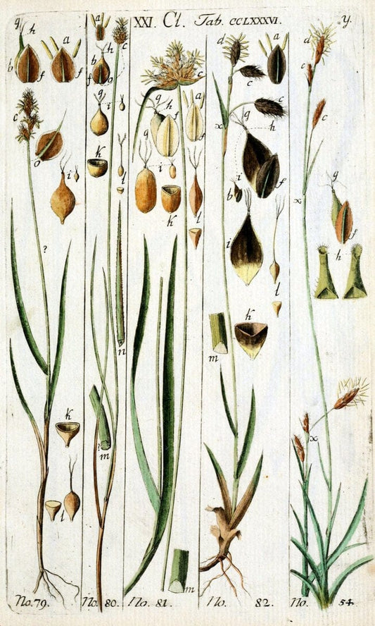 Beschreibung und Abbildung der theils bekannten, theils noch nicht beschriebenen Arten von RiedgrÃ¤sern,.Wittenberg,1801-1806.. |  | Vintage Print Reproduction 460685