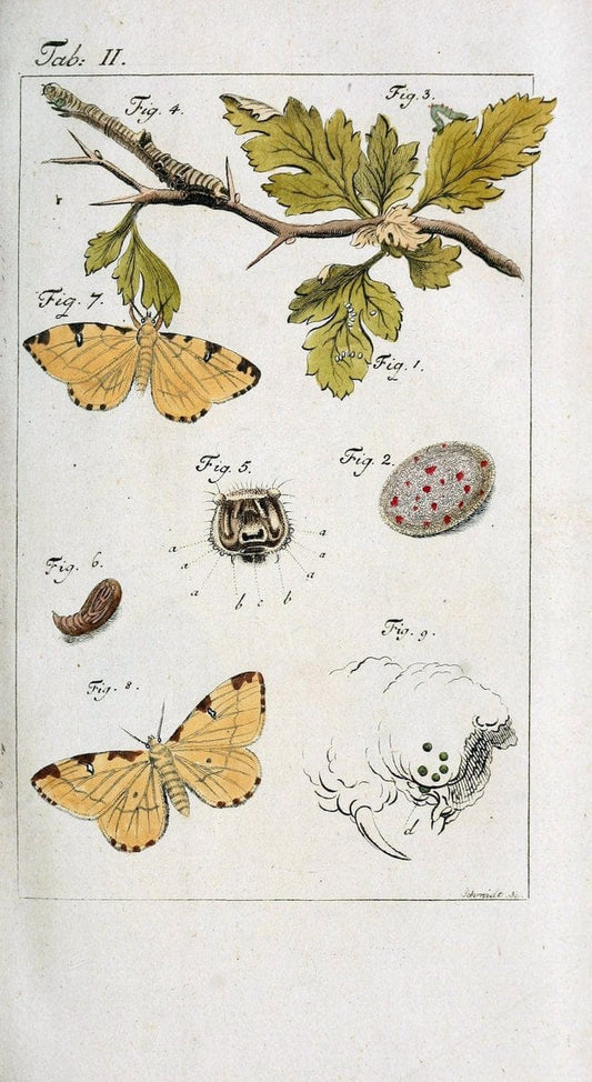 BeschÃ¤ftigungen der Berlinischen Gesellschaft Naturforschender Freunde. Berlin :Bey Joachim Pauli,. | Vintage Print Reproduction 460687