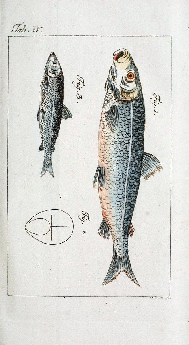 BeschÃ¤ftigungen der Berlinischen Gesellschaft Naturforschender Freunde. Berlin :Bey Joachim Pauli,. | Vintage Print Reproduction 460690