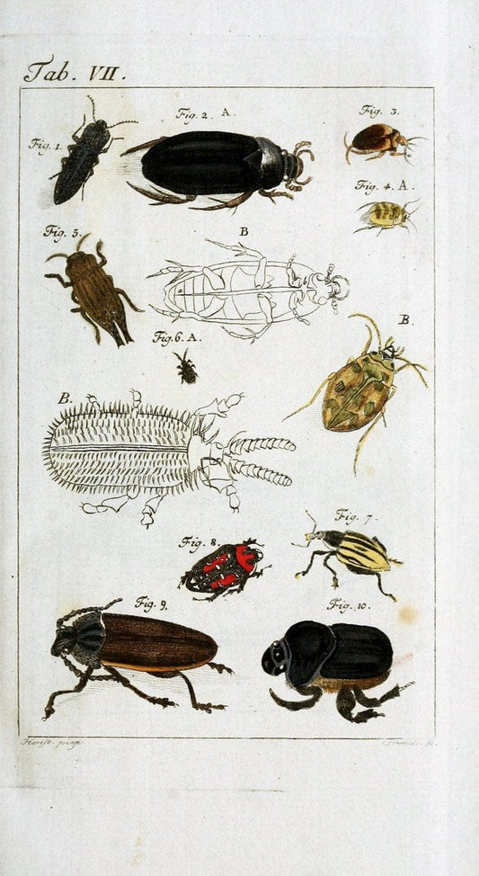 BeschÃ¤ftigungen der Berlinischen Gesellschaft Naturforschender Freunde. Berlin :Bey Joachim Pauli,. | Vintage Print Reproduction 460693
