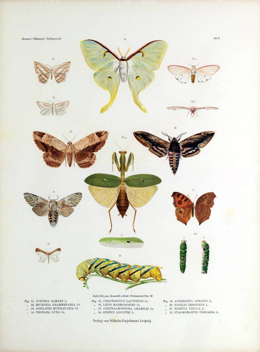 Betrachtungen uber die Farbenpracht der Insekten,.Leipzig,Wilhelm Engelmann,1897.  | Color Insects "Cornell University Library" | Vintage Print Reproduction 460709