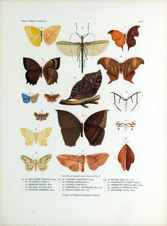 Betrachtungen uber die Farbenpracht der Insekten,.Leipzig,Wilhelm Engelmann,1897.  | Color Insects "Cornell University Library" | Vintage Print Reproduction 460710